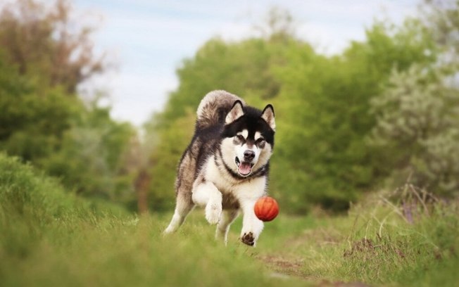 4 características do cachorro da raça malamute do Alasca