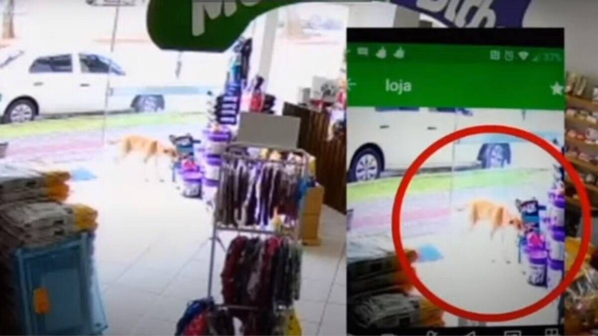 Vídeo: cachorro é flagrado ‘furtando’ brinquedo de pelúcia em pet shop | Canal do Pet – [Blog GigaOutlet]