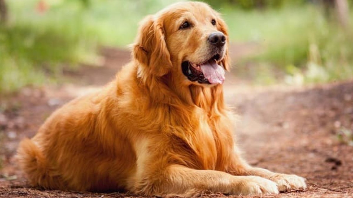 Golden Retriever: muito semelhante ao Labrador, os Goldens possuem temperamento tranquilo, disposição para aventura e lealdade