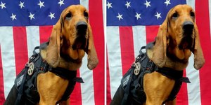 Cachorro policial morre após ser esquecido em viatura nos EUA