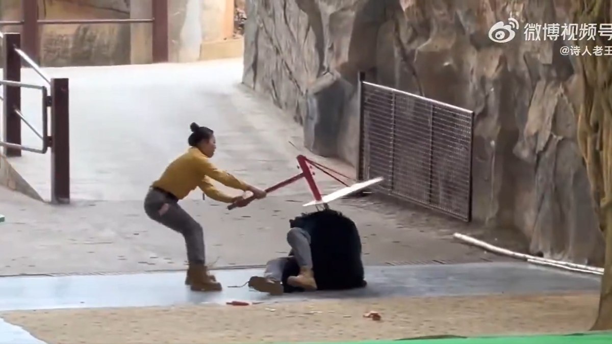 Urso ataca tratador durante apresentação em zoológico Urso ataca tratador durante apresentação em zoológico