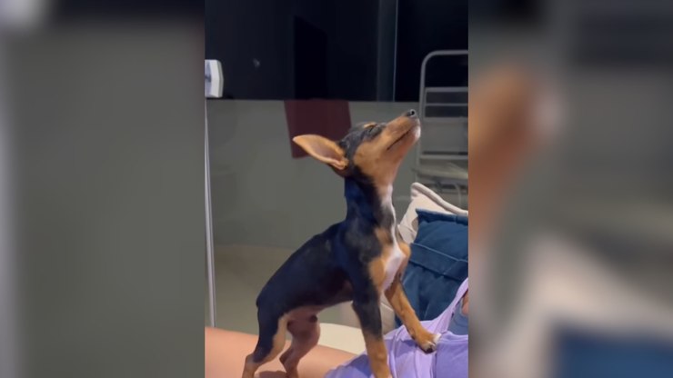 Pinscher faz drama e "desmaia" para ganhar carinho da tutora