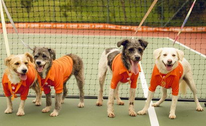 CãoDulas roubam a cena em campeonato de tênis no Rio de Janeiro