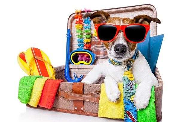 Incluir os animais de estimação na viagem requer planejamento