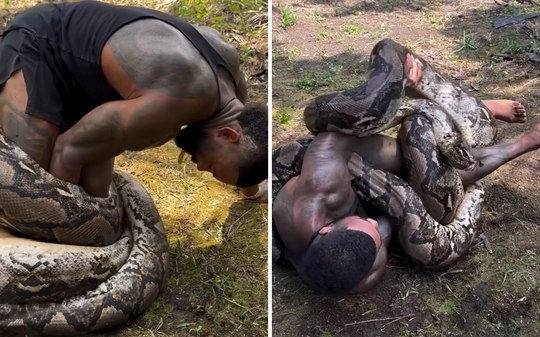 Influenciador luta com píton de 5,8 metros; veja vídeo