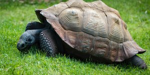 O que um jabuti pode comer?