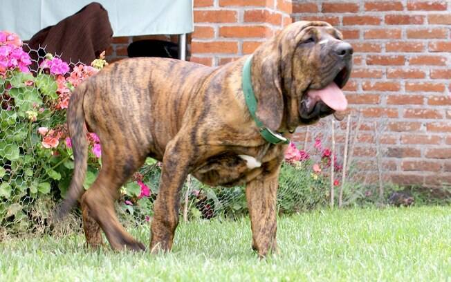 O Fila Brasileiro é uma mistura de cães holandeses com brasileiros 