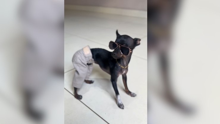 Pinscher viraliza com look ousado: "Agostinho Carrara"