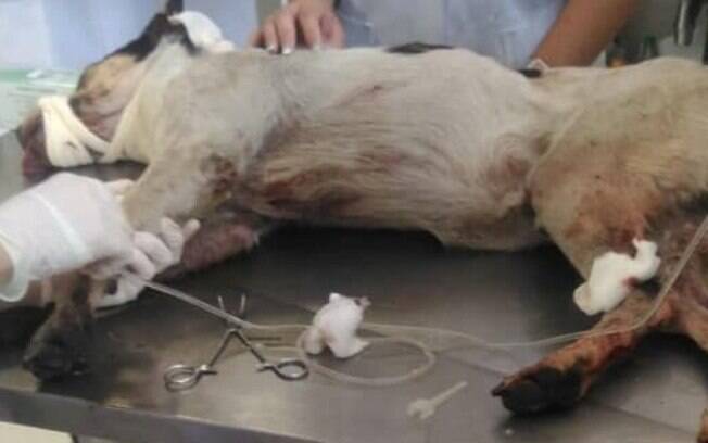 Funcionário do Carrefour teria espancado e envenenado cachorro, que não resistiu aos ferimentos e faleceu. Foto: Reprodução Facebook
