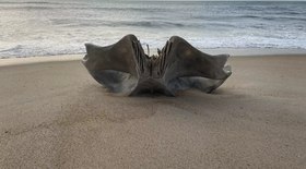 Crânio de animal que pesa 40 toneladas aparece na praia; veja