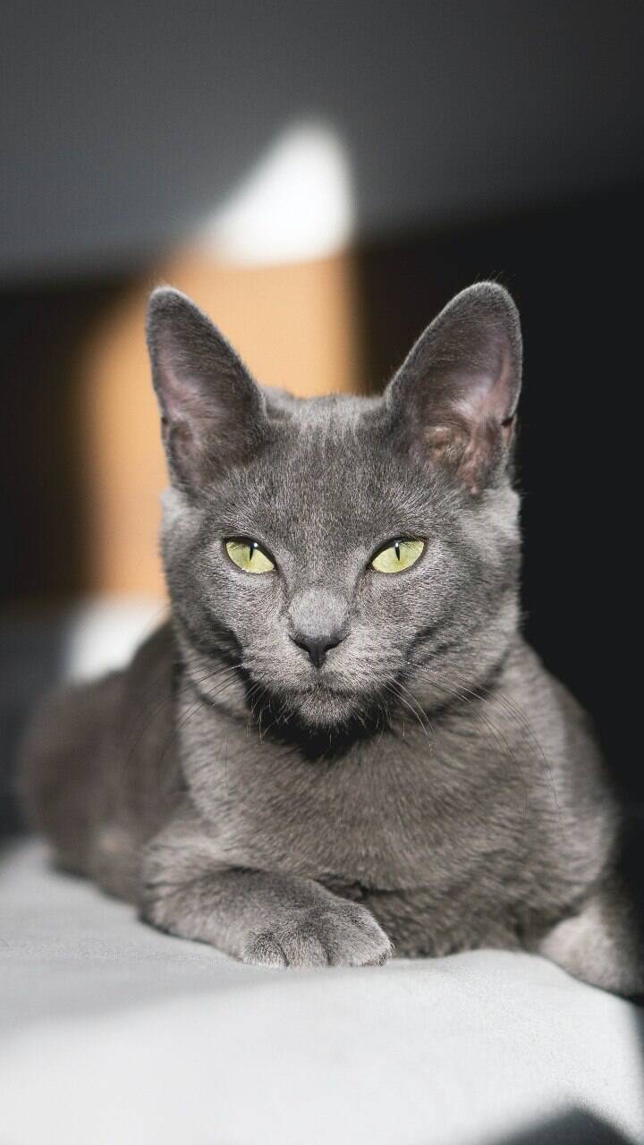 Nomes de gato cinza: nomes incríveis para os felinos