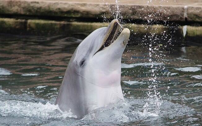 O golfinho Moby foi encontrado muito abatido na manhã deste domingo e morreu algumas horas depois no zoológico