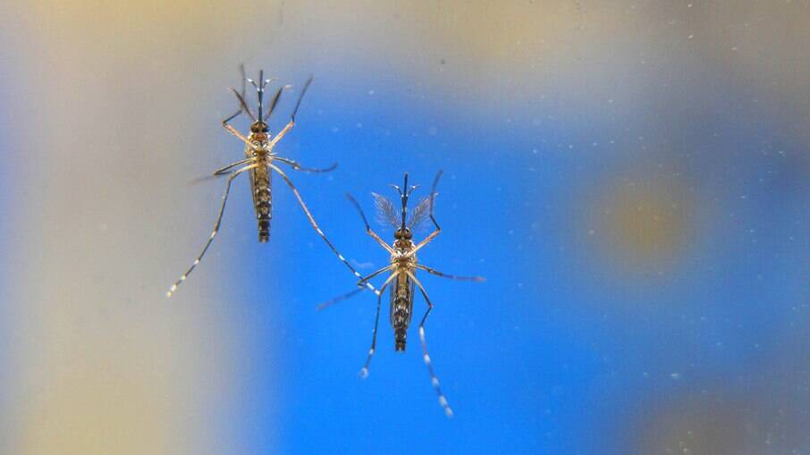 Combate ao Aedes aegypti