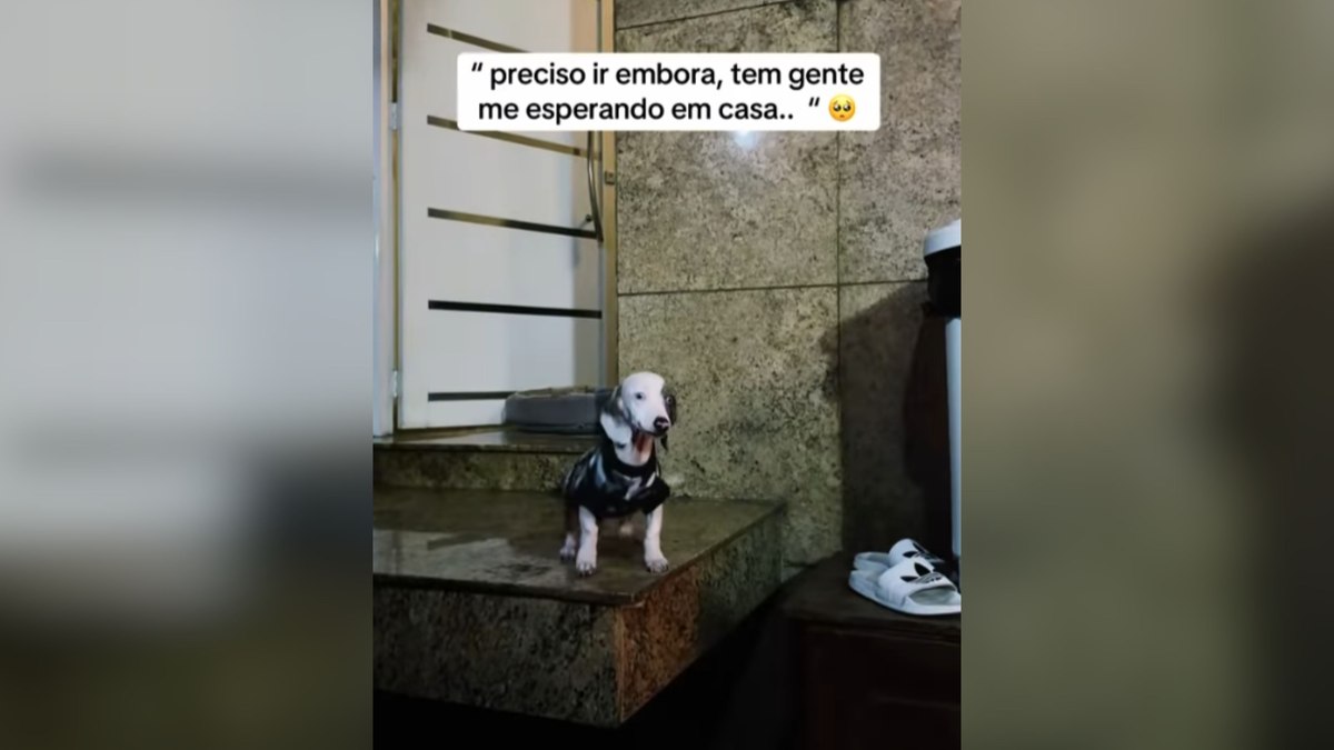 Cachorro em Êxtase: Vídeo Viral Mostra Reencontro Emocionante com Tutora!