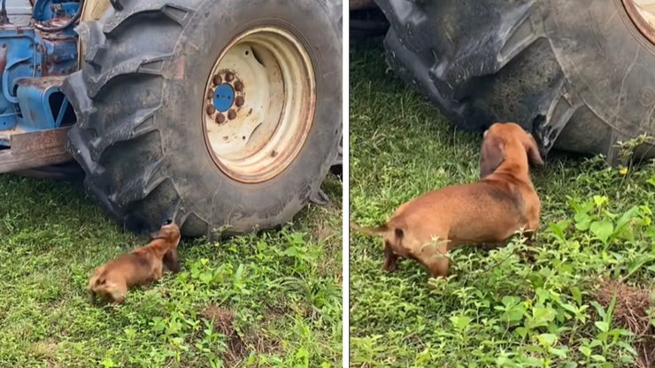Cuidado, cão bravo! Mini salsicha encara pneu gigante de trator