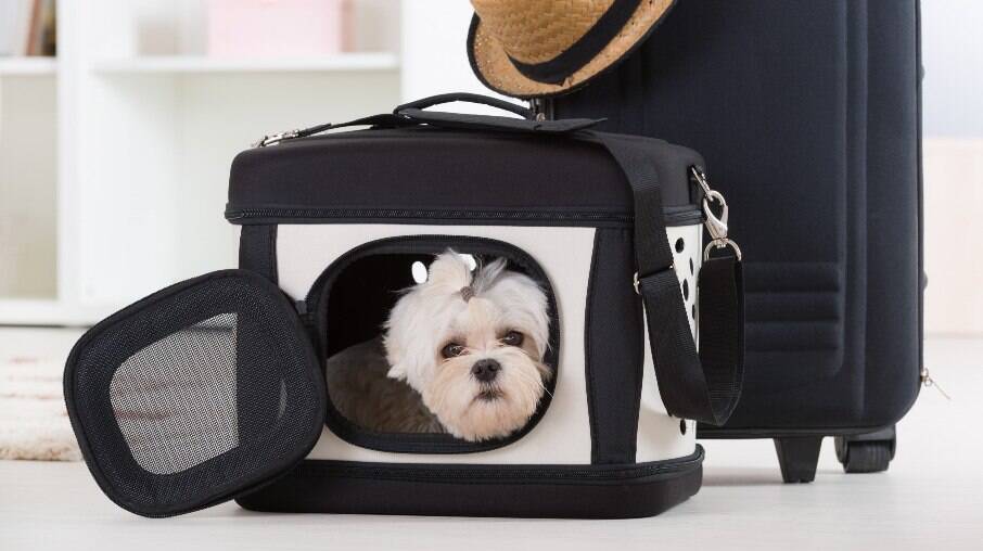 There are different models of dog carriers.  Choose the best for your pet