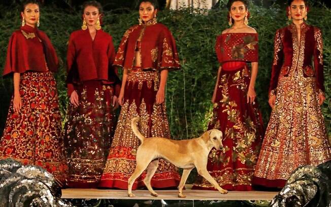 Cão invade desfile de moda em Mumbai, na Índia, e rouba todas as atenções