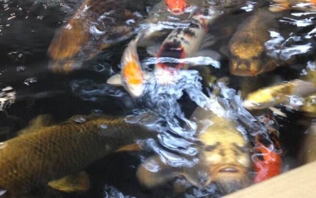 Depois de fotografar alguns animais em uma loja, Helen Barlow percebeu o 'rosto de Jesus' em um dos peixes da foto
