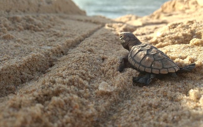 Como acompanhar a soltura de tartarugas marinhas na região de Porto de Galinhas