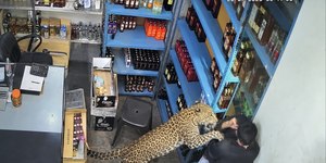 Vídeo: leopardo ataca homem dentro de loja de bebidas na Índia