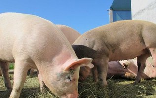 Estrume de porco vira energia elétrica em cidade brasileira