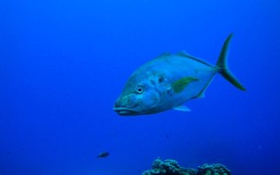 Aquecimento global põe em perigo o peixe mais caro do mundo; saiba qual
