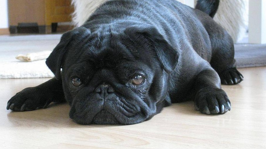 Os Pugs são ótimos cães de companhia para crianças e idosos Os Pugs são ótimos cães de companhia para crianças e idosos