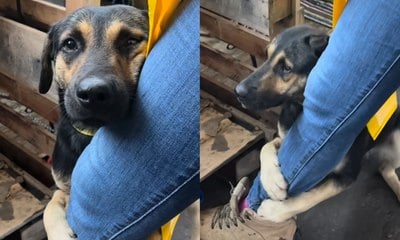 Cachorro abraça perna de veterinária após ser resgatado no RS; assista