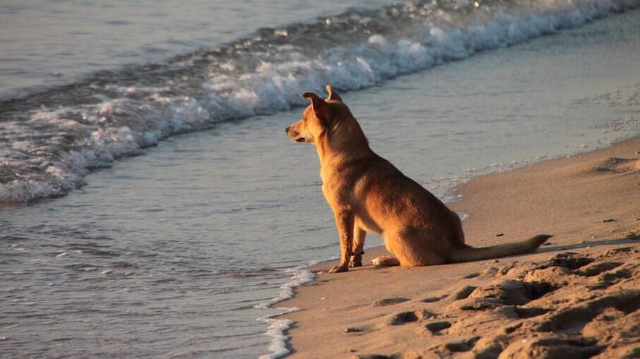 Cachorro alerta salva-vidas para salvar dona que estava sofrendo convulsões na praia (imagem ilustrativa) 