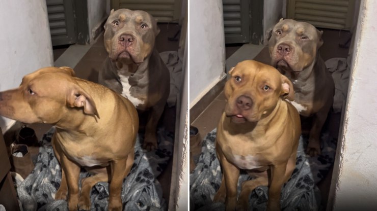 Cães fazem drama para entrar no quarto do tutor durante temporal