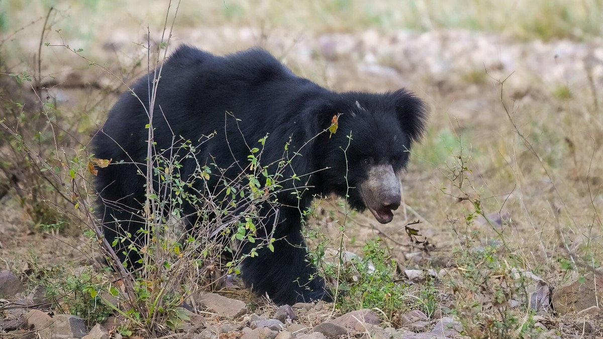 Urso-beiçudo aparenta ser inofensivo, mas é o urso mais reativo e perigoso da Índia: centenas de ataques acontecem todos os anos