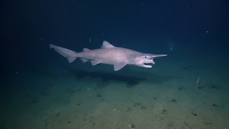 Tubarão-duende é flagrado vivo pela primeira vez nas profundezas do oceano