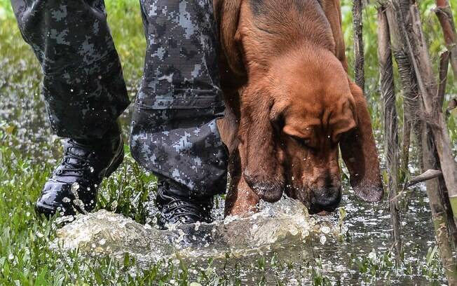 O Bloodhound  usado como co de busca de pessoas em mata. Veja que ele trabalha normalmente, mesmo em ambientes molhados