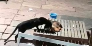 Pantera-negra invade resort e mata cachorro durante a madrugada