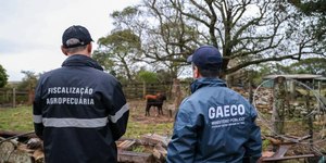 Venda de gado lavou R$ 100 milhões do tráfico entre RS e SC