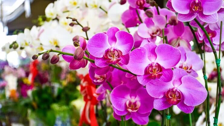 Orquídeas: Conheça a história, os significados das cores e saiba como cuidar