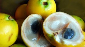 Milho, batata-doce e amendoim: superalimentos juninos