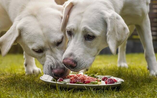 Cão com polifagia tem uma fome excessiva, e a consequente ingere exageradamente alimentos sólido