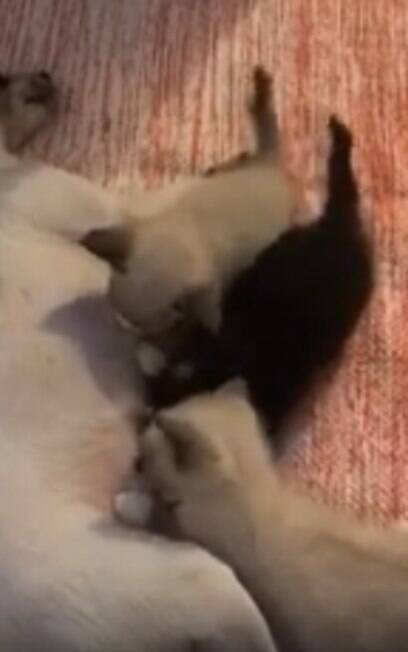 Cadela adota e amamenta gatinhos após morte de seus filhotes