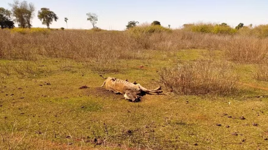 Polícia Civil de Goiás investiga a morte de 80 cabeças de gado em fazenda Polícia Civil de Goiás investiga a morte de 80 cabeças de gado em fazenda