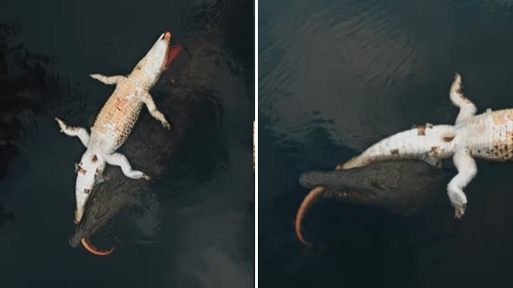 Crocodilo%20gigante%20devora%20rival%20e%20cena%20choca%20em%20parque