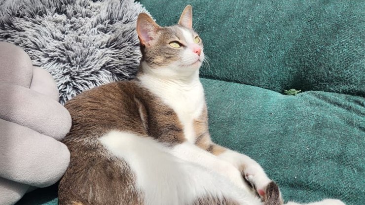 Gatos sem raça definida são maioria no Brasil; veja mitos