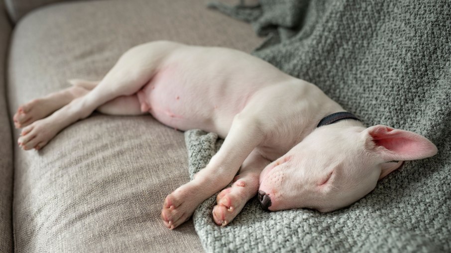 Cachorro dormindo de lado