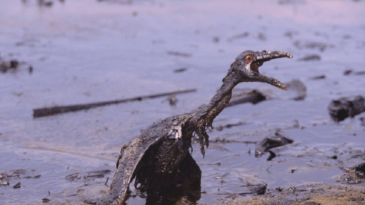 Acidente na Baía de Guanabara lança luz a problema ambiental e social