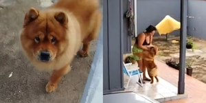 Eutanásia após ataque: como evitar tragédias com pets agressivos