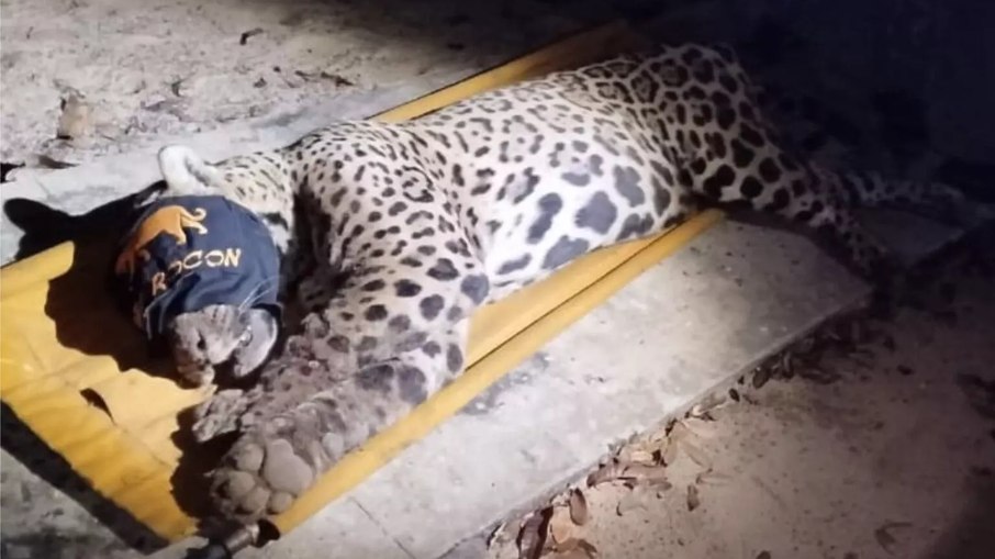 Macho de 94kg foi capturado de madrugada por força-tarefa Macho de 94kg foi capturado de madrugada por força-tarefa