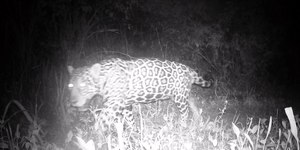 Onça-pintada é vista no Rio de Janeiro pela primeira vez em 50 anos