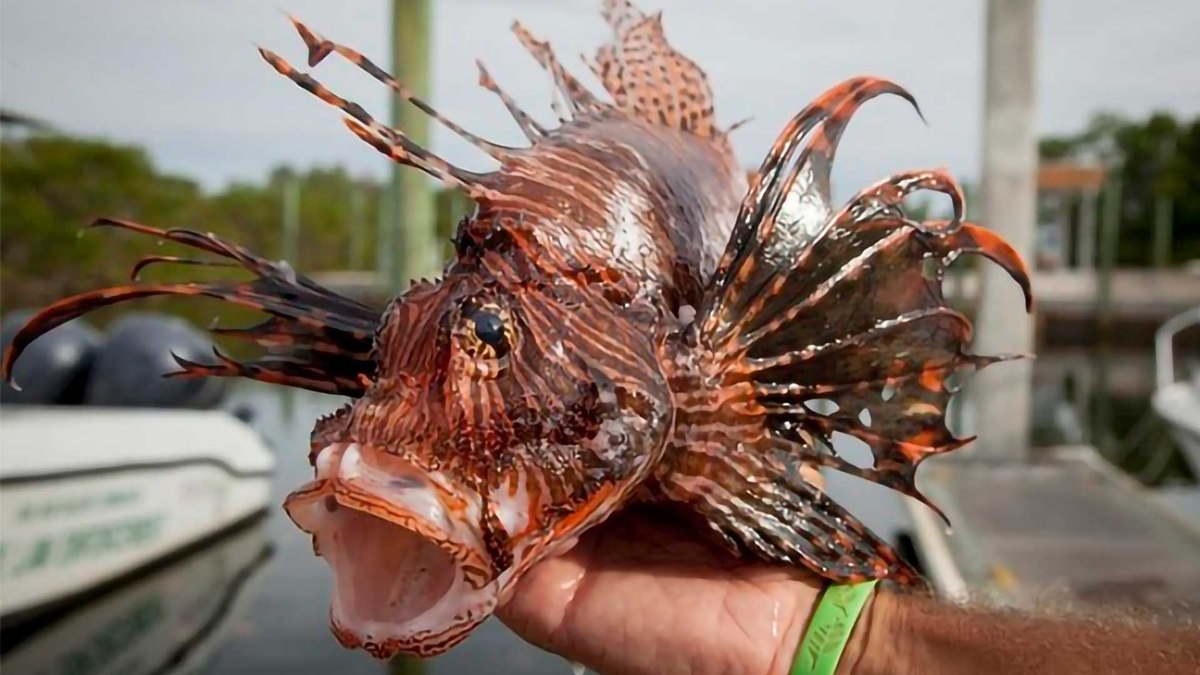 Peixe leão Peixe leão