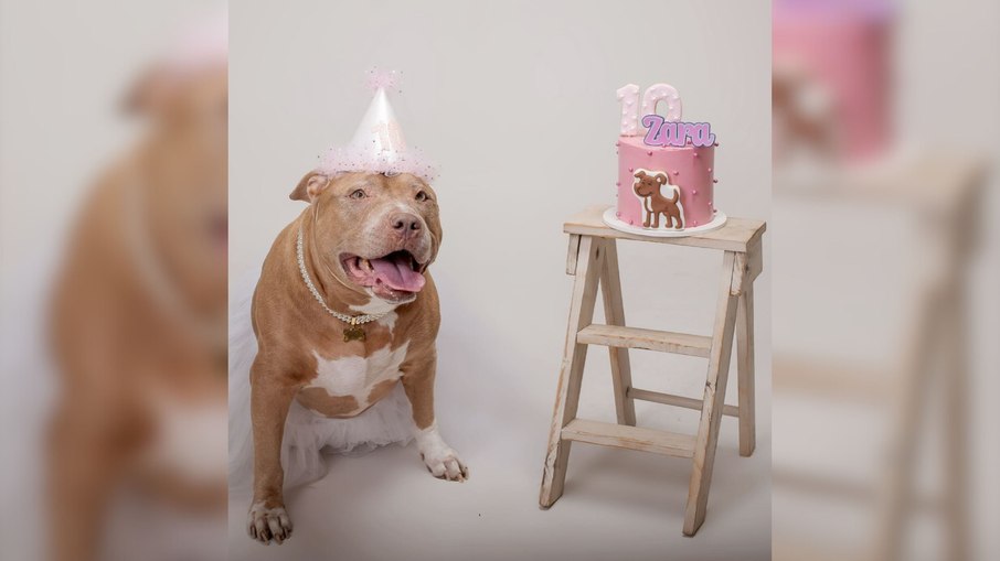 Pitbull comemora 10 anos com ensaio fotográfico e encanta a web