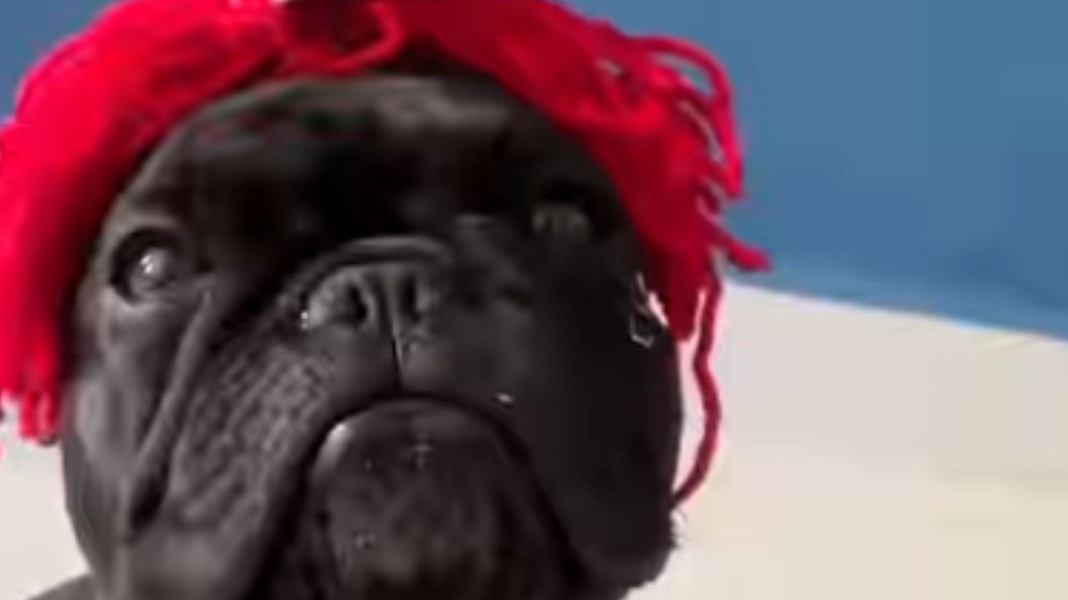 Bulldogs franceses entram na brincadeira do Cabelo Maluco